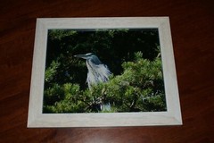 ZZTop Blue Heron