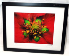 Inside the Flower Brilliant Red Photo Signed an Dated Matted an Framed 12″x15″