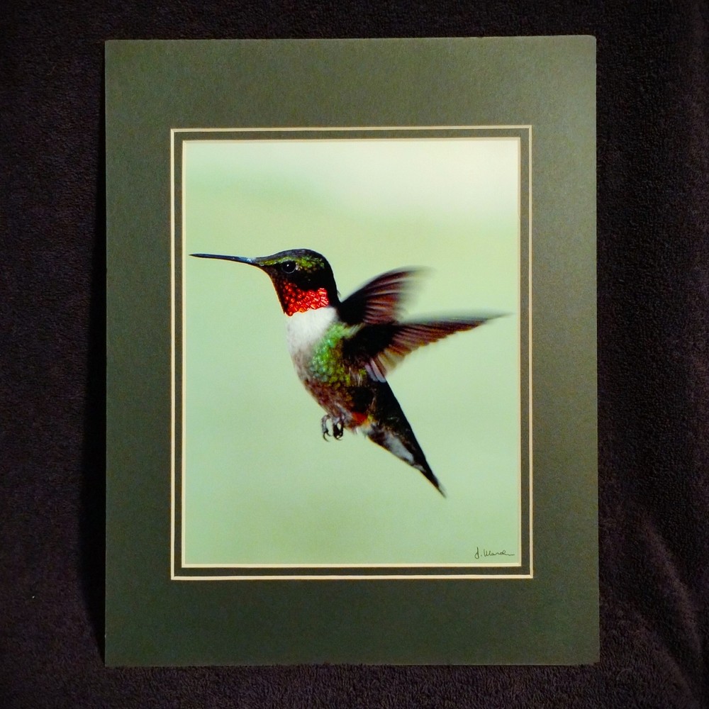 Wall Art Ruby Throated Hummingbird 8×10 photo print 11×14 double mat