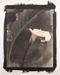 LUCA PARADISI, Platinum Palladium Print, Calla with Leaf, Ireland, Ltd, #14/24