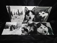 Alaska Iditarod Dog Sled Race 1985 Jim Brown Signed Mounted Set 6 Photos