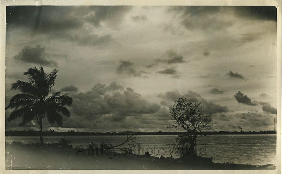 Palm tree in wind Panama sunset beautiful antique photo