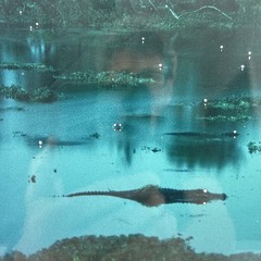 John Moran Photography Artist Signed Matted Alligators At Dusk 8×12