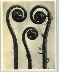 1942 Original BOTANICAL Maidenhair Fern PLANT Flower Photo Art KARL BLOSSFELDT