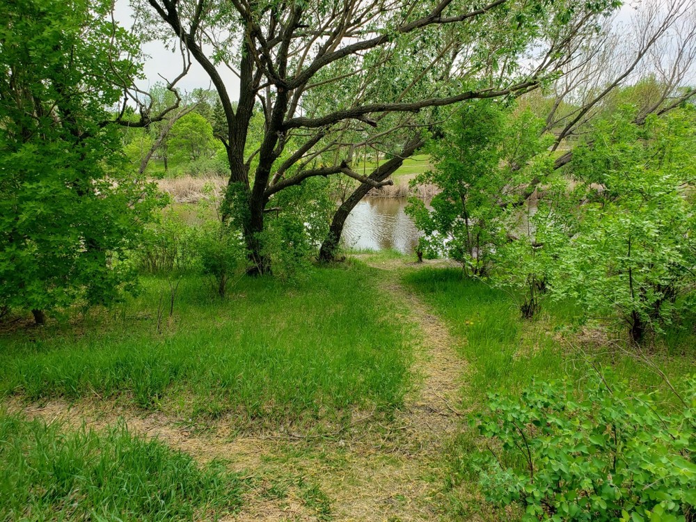 Woodland Digital Photo, Desktop Wallpaper, Cellphone Wallpaper