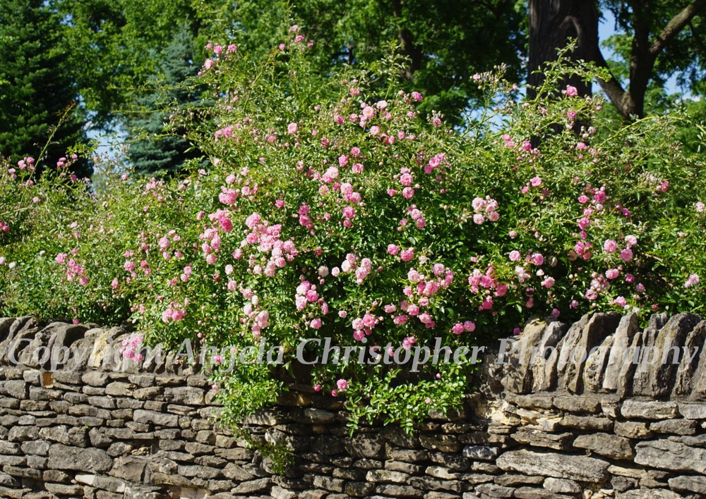 Original ACEO photo fine art print 2.5 x 3.5″ PINK ROSES ON STONE WALL climbing