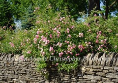 Original ACEO photo fine art print 2.5 x 3.5″ PINK ROSES ON STONE WALL climbing