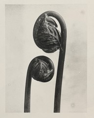 Karl Blossfeldt, King Fern, photograph from the estate, stylus art 2016