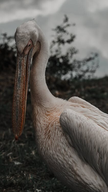 Digital Image Picture Photo Pic Wallpaper Background Brown Pelican Bird Nature