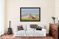 Wildlife Photography Print – Bighorn Sheep Badlands National Park South Dakota