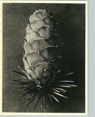 1942 Original BOTANICAL European Larch Tree PLANT Photo Art KARL BLOSSFELDT