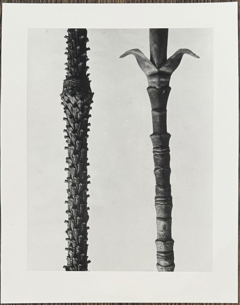 Karl Blossfeldt, Spruce and Magnolia, Photograph, Estate, Pen Art 2010