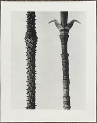Karl Blossfeldt, Spruce and Magnolia, Photograph, Estate, Pen Art 2010
