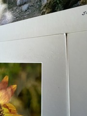 Matted Photographs 11″x 14″ Mixed Lot of 7 Photos Nature, Birds, Animals