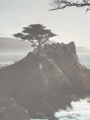 Lg Vtg Hand Tinted Oil Colored Photo Coastal Cypress Trees 12.75”x15.75” VG