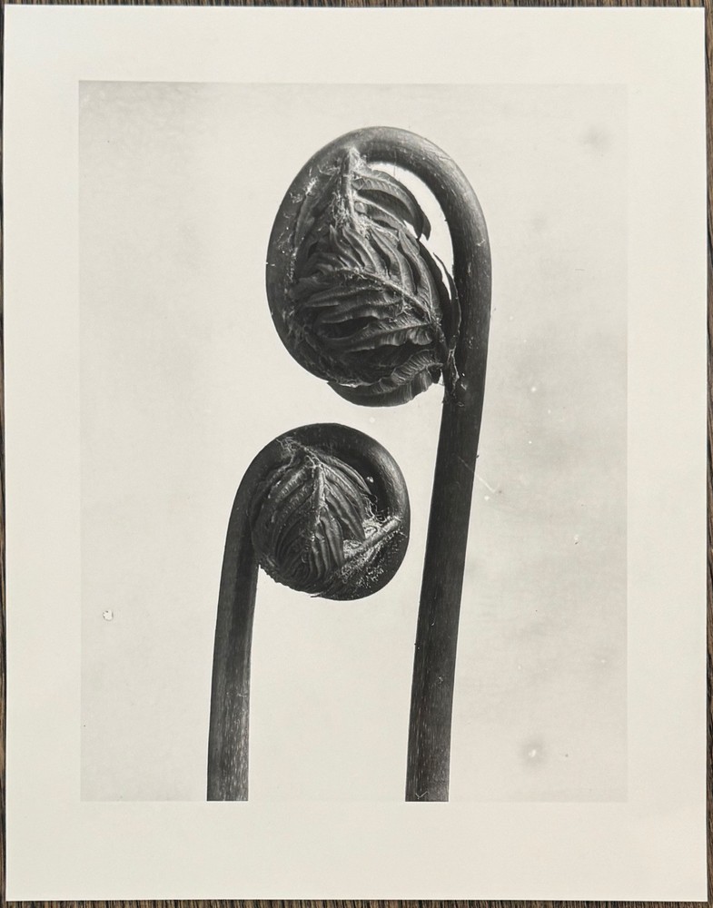 Karl Blossfeldt, King Fern, photograph from the estate, stylus art 2016