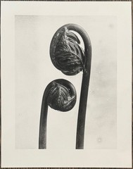 Karl Blossfeldt, King Fern, photograph from the estate, stylus art 2016