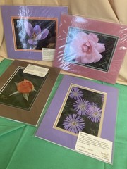4 Beautiful Alaskan Flower Photos Mounted On Acid Free Mat Boards 8×10 In.