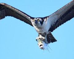 20 x 20 metal print of an osprey with its terrified fish