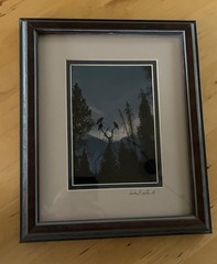 John Eveland Signed Wildlife Photo Wood Framed Birds In Tree Moon Mountain