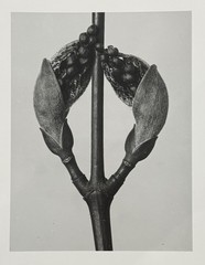 Karl Blossfeldt, Strip Maple, Photograph from Estate, Pen Art 2010