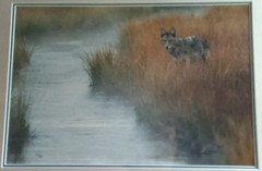 “Misty Morning Creek – Coyote” by Thomas Mangelsen – Limited Edition of 950