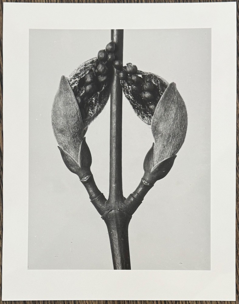 Karl Blossfeldt, Strip Maple, Photograph from Estate, Pen Art 2010