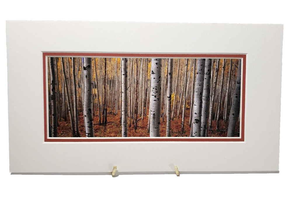 Gary Crandall Photography Aspen Army Print Fall Colors Trees Matted No Frame