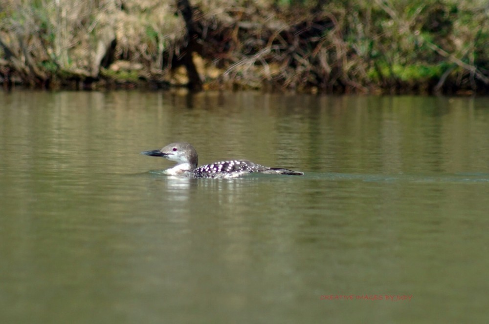 “Are You Stalking Me? (yes!)” Common Loon Wall Art