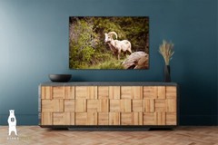 Bighorn Sheep – Fine Art Photography Prints – Canvas / Metal / Paper