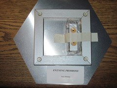 EVENING PRIMROSE, wall hanging, Photo-printed-on-metal hexagon, 11 x 9.5 inches