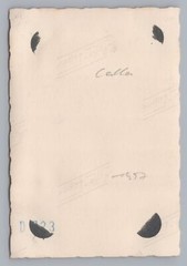 Still Life Plants Zantedeschien Calla Apartment – Vintage Photo 1950s