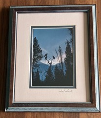 John Eveland Signed Wildlife Photo Wood Framed Birds In Tree Moon Mountain