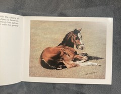 Equine Postcard Collection Set Walter L Brown Horses Animals 5 X 7