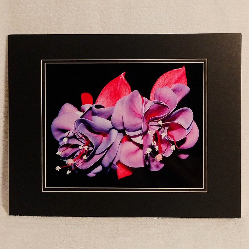 Wall Art Fuchsia Flower Nature Macro Photography 8×10 Photo Print, 11×14 Mat