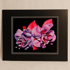 Wall Art Fuchsia Flower Nature Macro Photography 8×10 Photo Print, 11×14 Mat