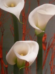 TRIO OF CALLA LILIES PHOTOGRAPHER SIGNED GREGG FELSEN
