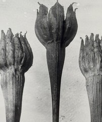 Karl Blossfeldt, lamb salad, photograph from estate, stylus art 2016