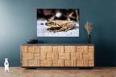 Cuban Tree Frog – Fine Art Macro Photography Prints – by Bear8Photo