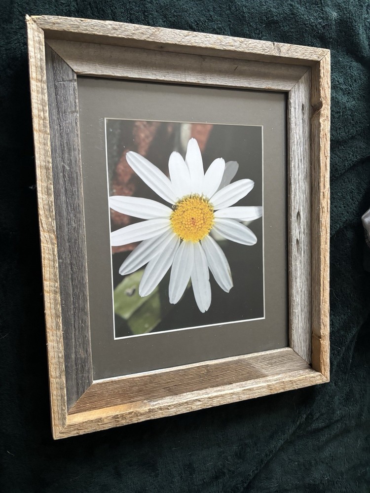 Framed photograph of a Wild Daisy