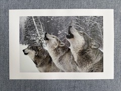 Gray Wolves 10×15 Photo National Geographic Photo By Jamie And Jim Dutcher