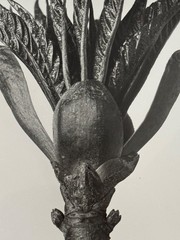 Karl Blossfeldt, horse chestnut, photograph from estate, stylus art 2010