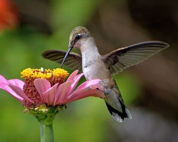 Art Photograph 8×10 Hummingbird in the zinnia garden Artist Signed