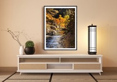 Golden Colorado Autumn Fall Aspen Trees Landscape Photography Print