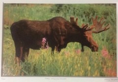 Moose Smelling Flowers Framed 2/100 Photo Signed Willie Holdman 12 1/4″X9 3/4″