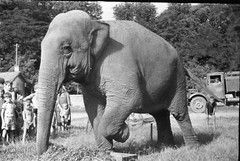 LOT 4x, elephant in the circus, funny, artists, vintage fine art negative 1950’s