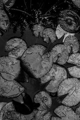Zen Garden lilypad botanicals art Photography B+W 8×12″ Archival Lustre Print