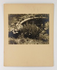 Set 3 Vtg B/W art Photos 1920s moody tropic still life plants exhibited labels