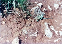 Lizard on the prowl 5×7″ photograph print