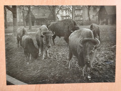 Photo Bison Buffalo Buffalo F6